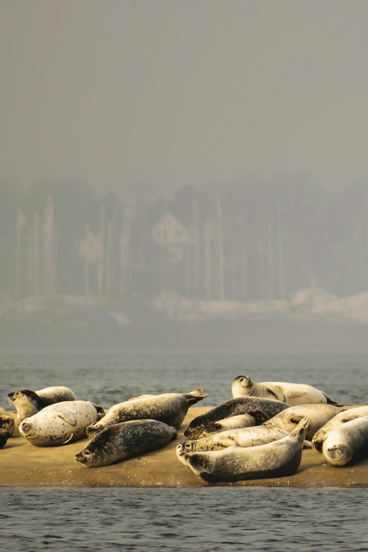 Nikon D5300 + Sigma 70-300mm F4-5.6 DG OS sample photo. Seals at sandy hook  photography