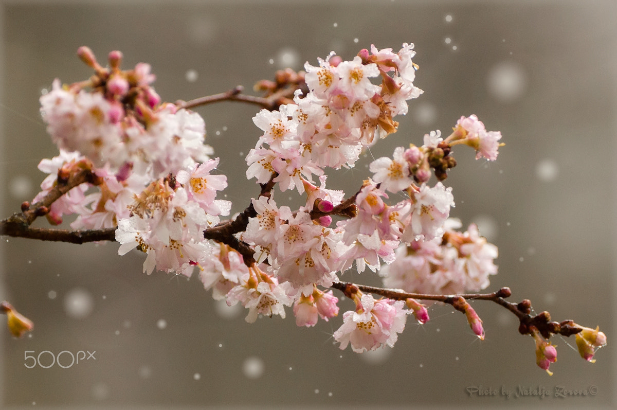Nikon D5000 sample photo. Winter flowers photography