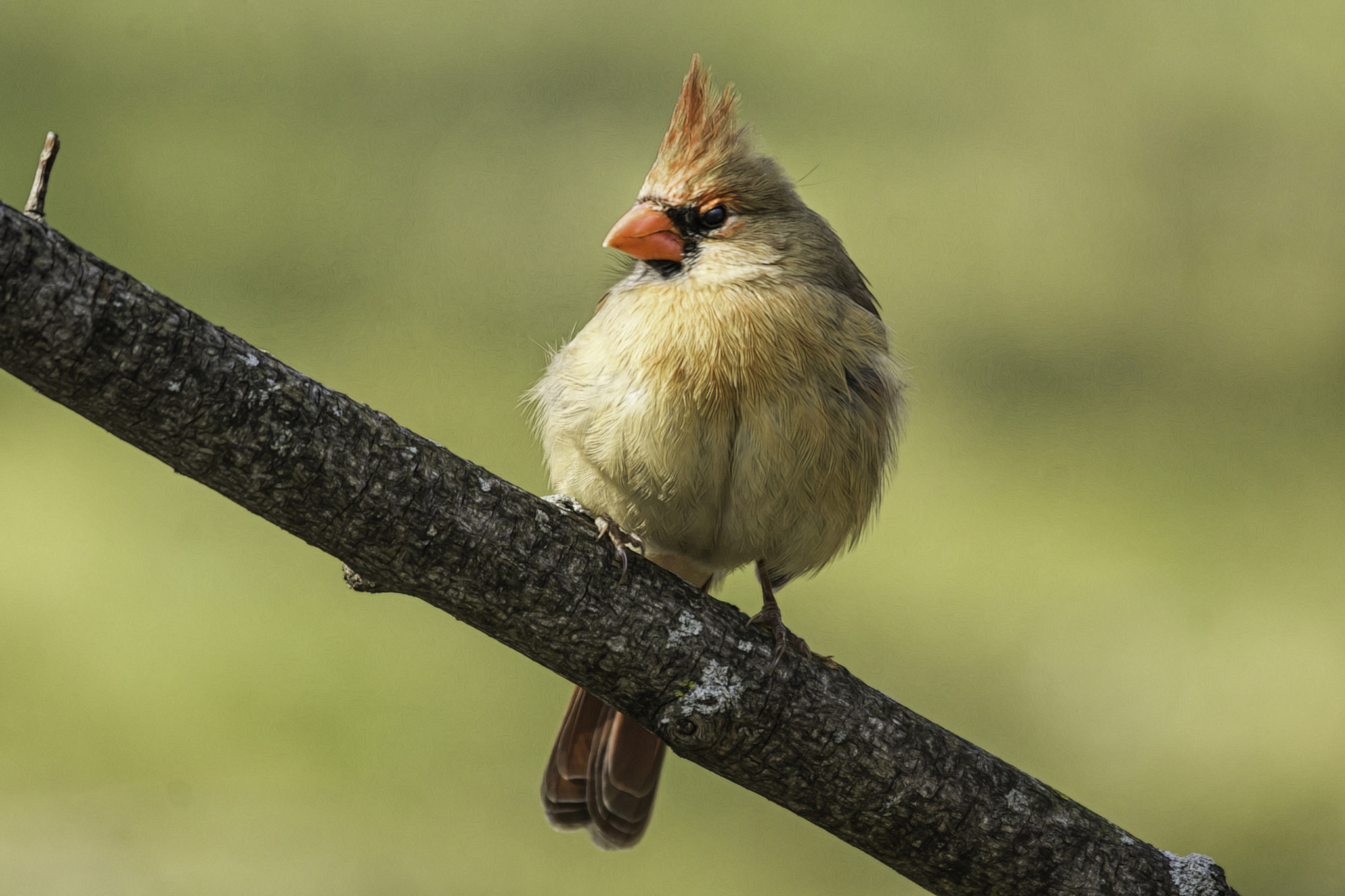 Sigma 150-500mm F5-6.3 DG OS HSM sample photo. Pretty & puffed photography