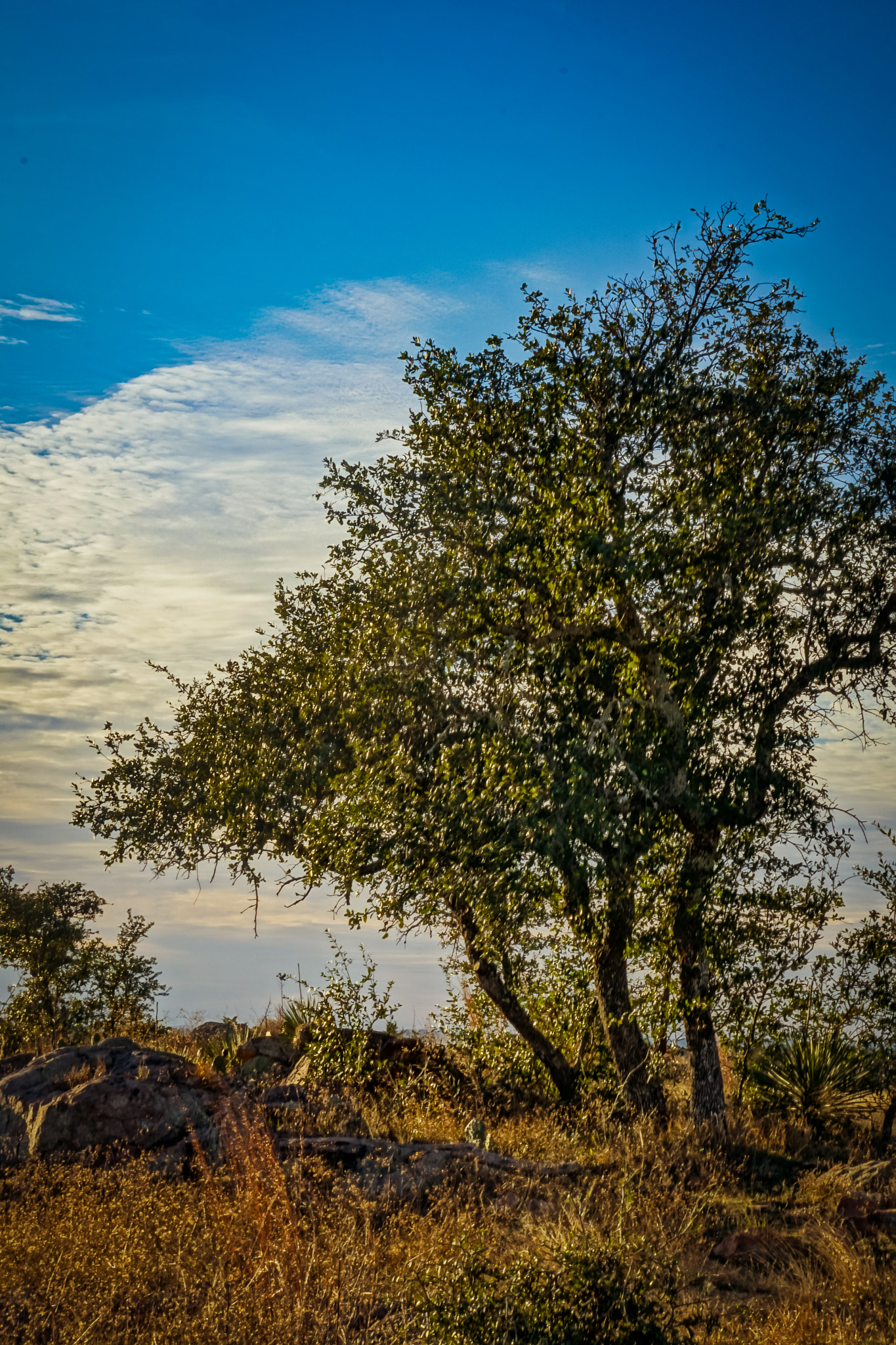 Sony E 55-210mm F4.5-6.3 OSS sample photo. Hill country winter photography