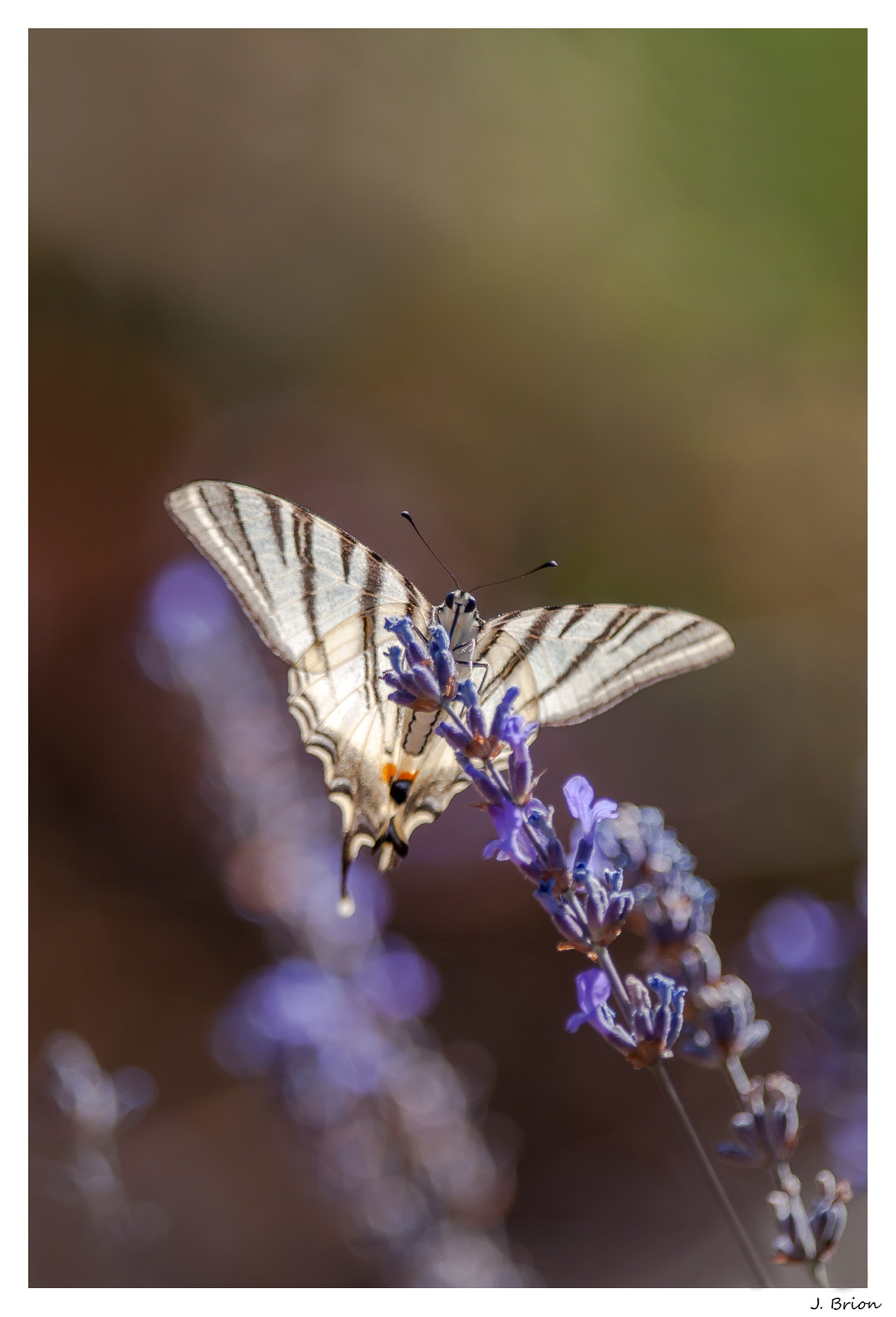 Nikon D90 + Nikon AF-S Nikkor 300mm F4D ED-IF sample photo. Du soleil dans les ailes ... photography