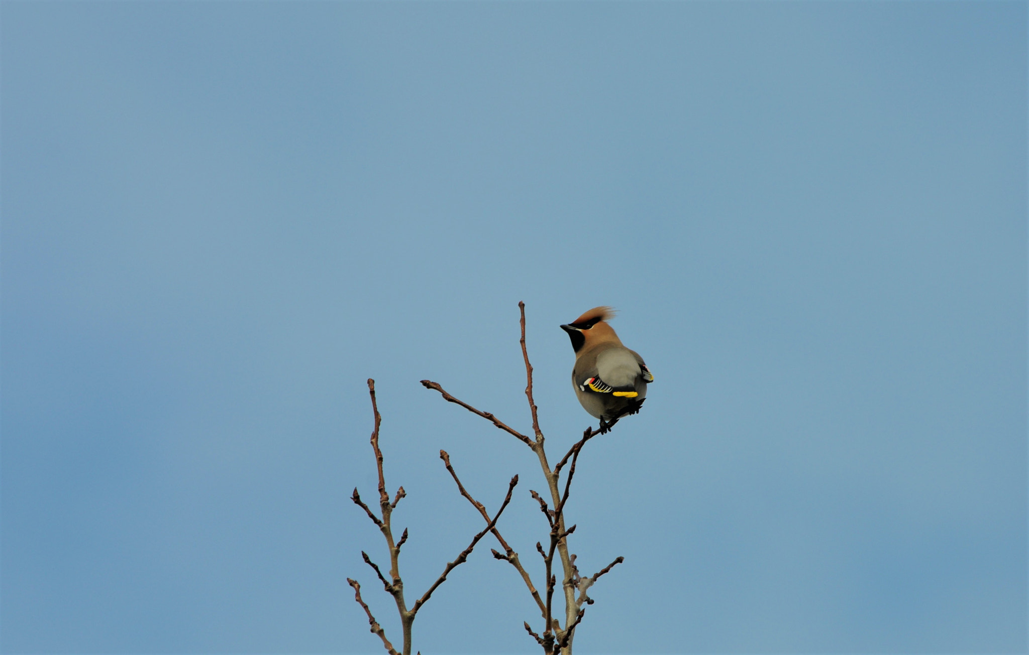 Nikon D300S sample photo. Bohemian waxwing photography