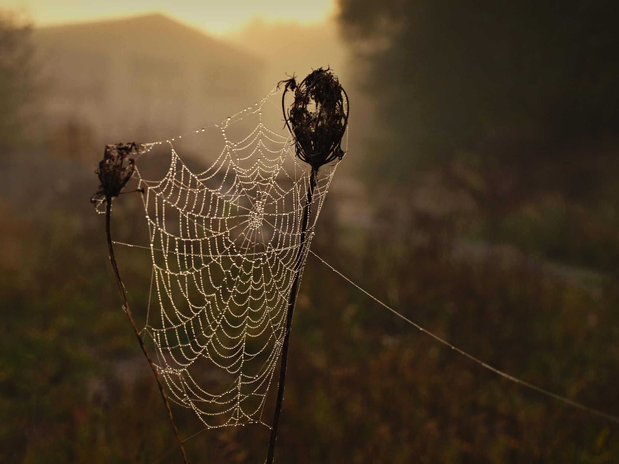 14.00 - 42.00 mm f/3.5 - 5.6 sample photo. Spiderweb photography