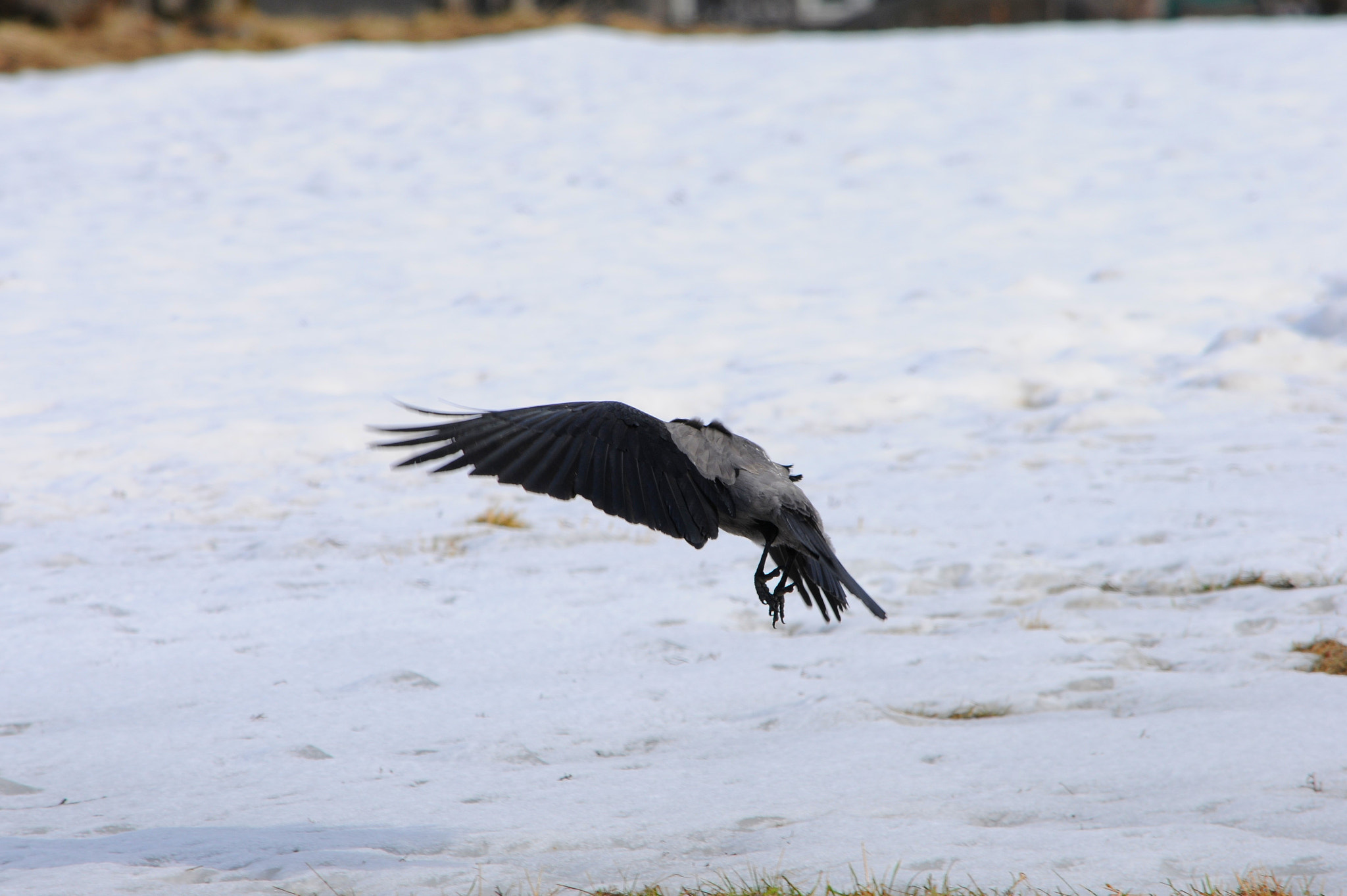Nikon D300S sample photo. Flying crow photography