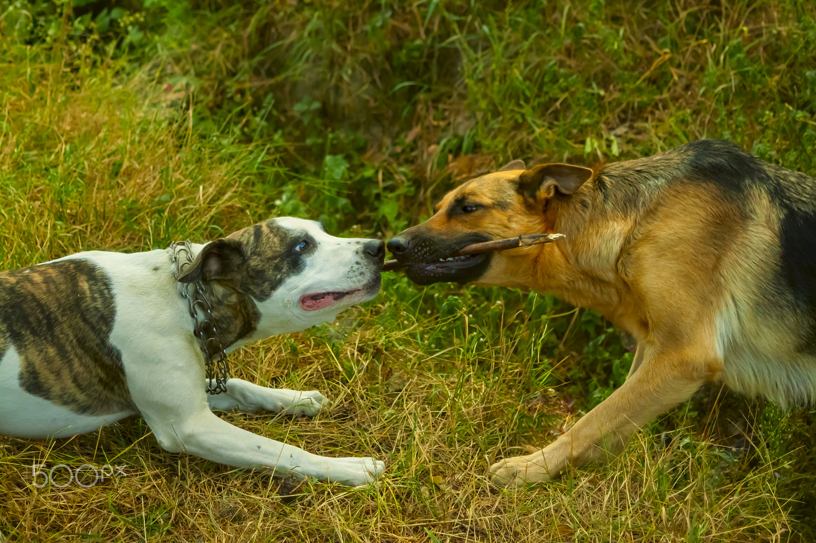 Canon EF 28-105mm f/3.5-4.5 USM sample photo. Rivalry.jpg photography