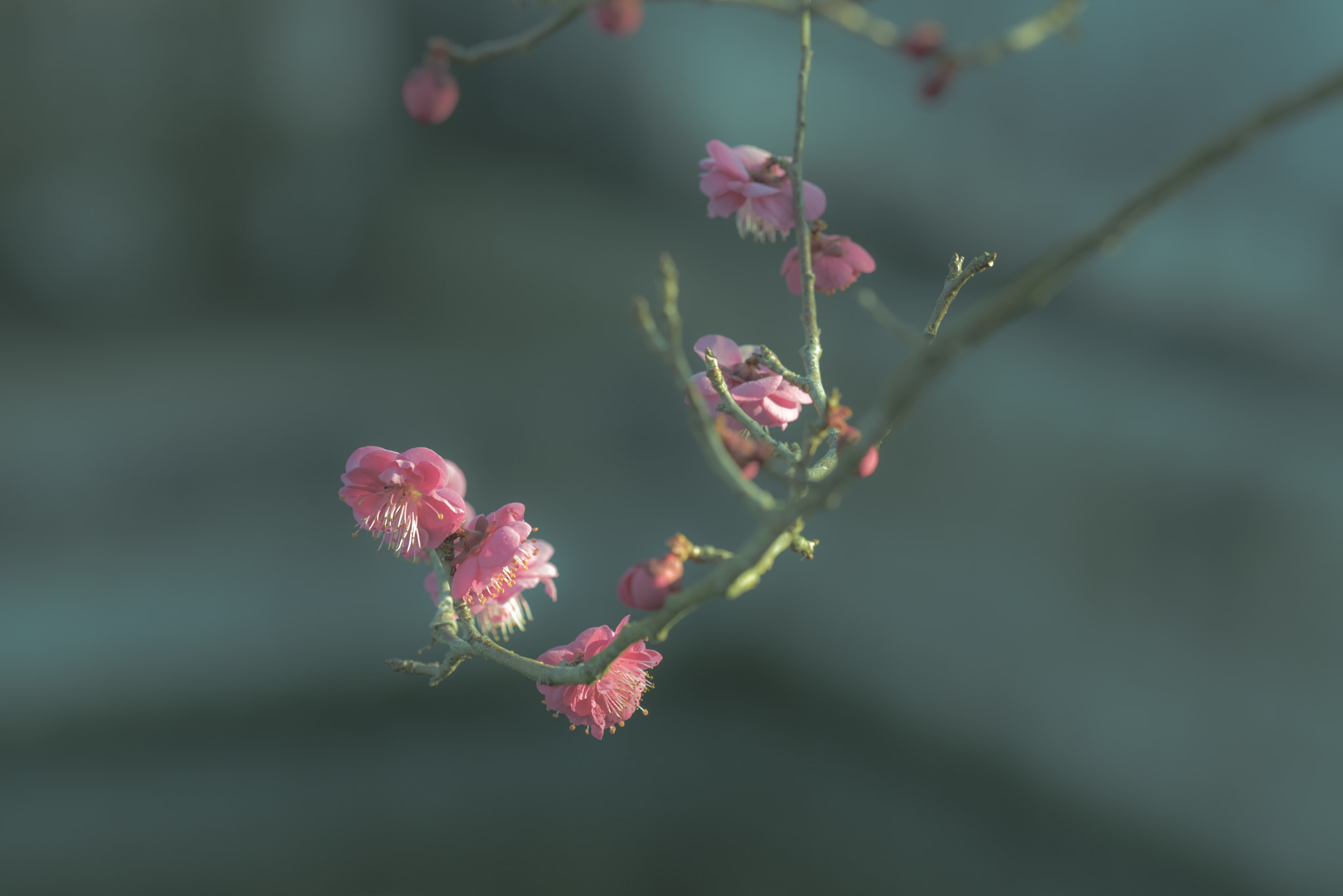 Sigma 150mm F2.8 EX DG OS Macro HSM sample photo. Plum blossom photography