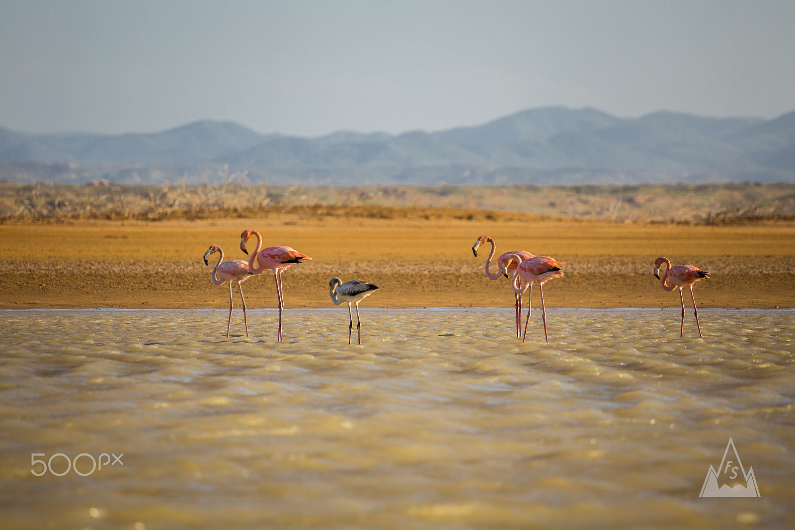 Canon EOS 6D sample photo. Flamingos photography