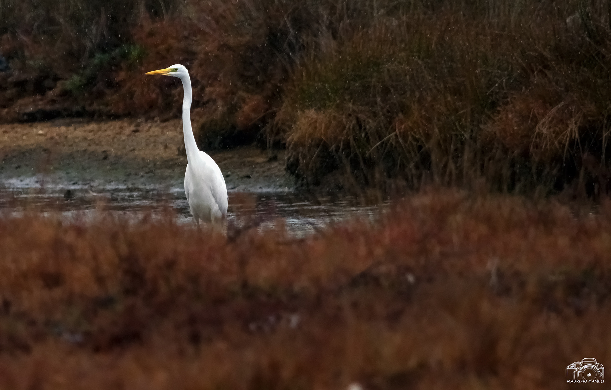 Pentax K-3 sample photo. Airone bianco maggiore photography