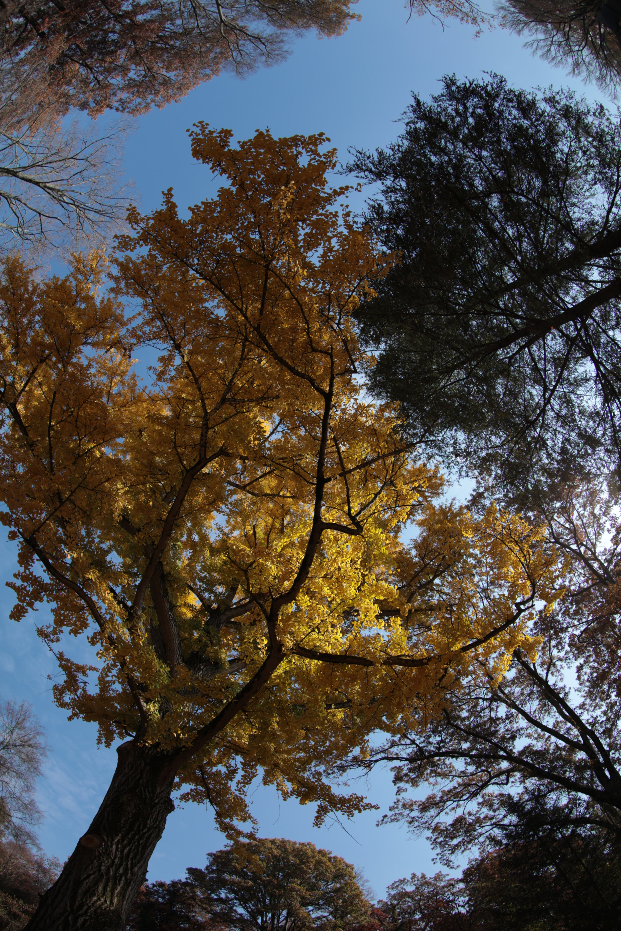 Canon EOS 5DS R + Canon EF 8-15mm F4L Fisheye USM sample photo. Light blue dawn! photography