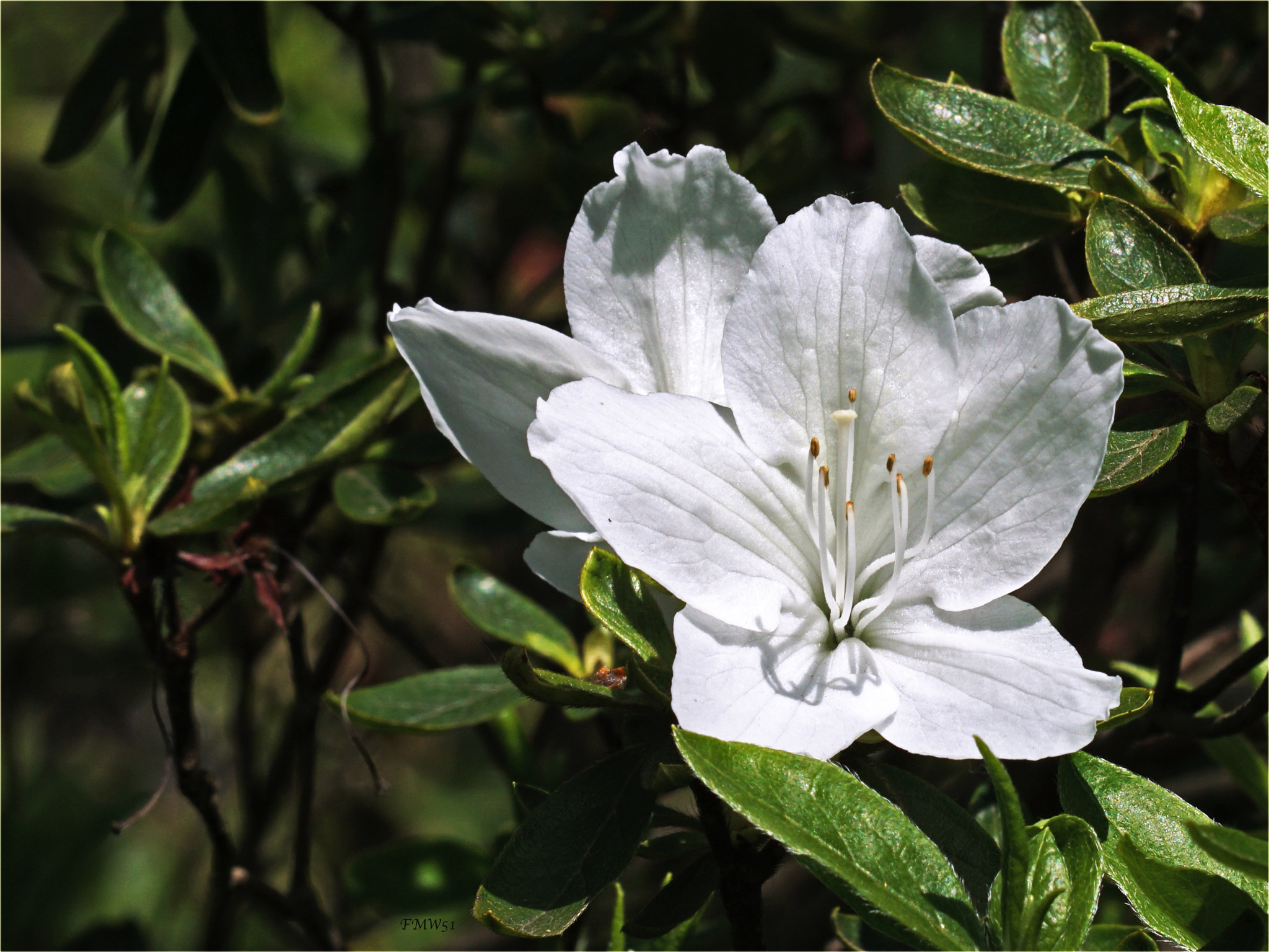 Sony ILCA-77M2 + Sony Sonnar T* 135mm F1.8 ZA sample photo. White blossom photography