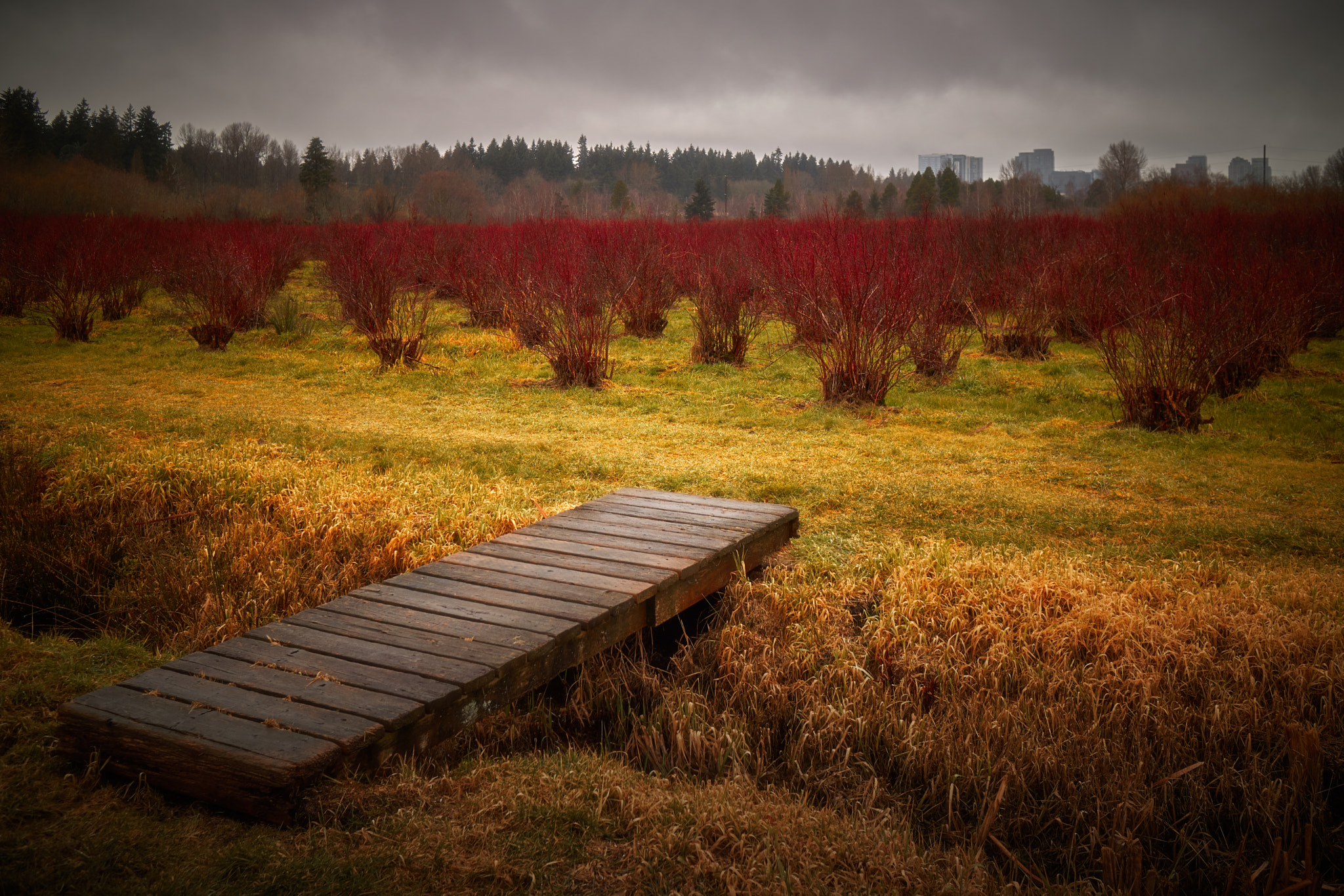 Canon EOS M3 + Canon EF-M 22mm F2 STM sample photo. Mercer slough blueberry farm photography