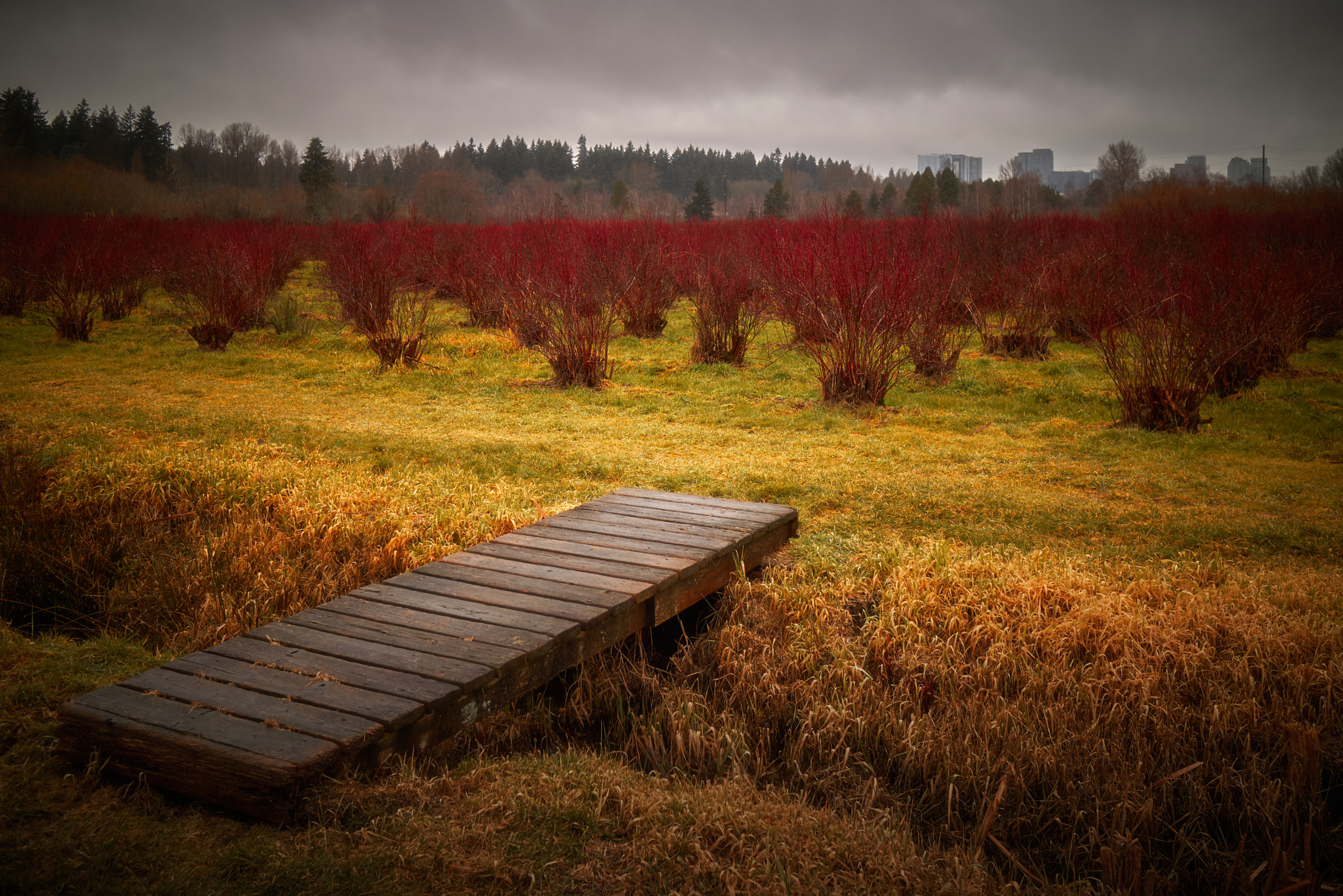 Canon EOS M3 sample photo. Mercer slough blueberry farm photography