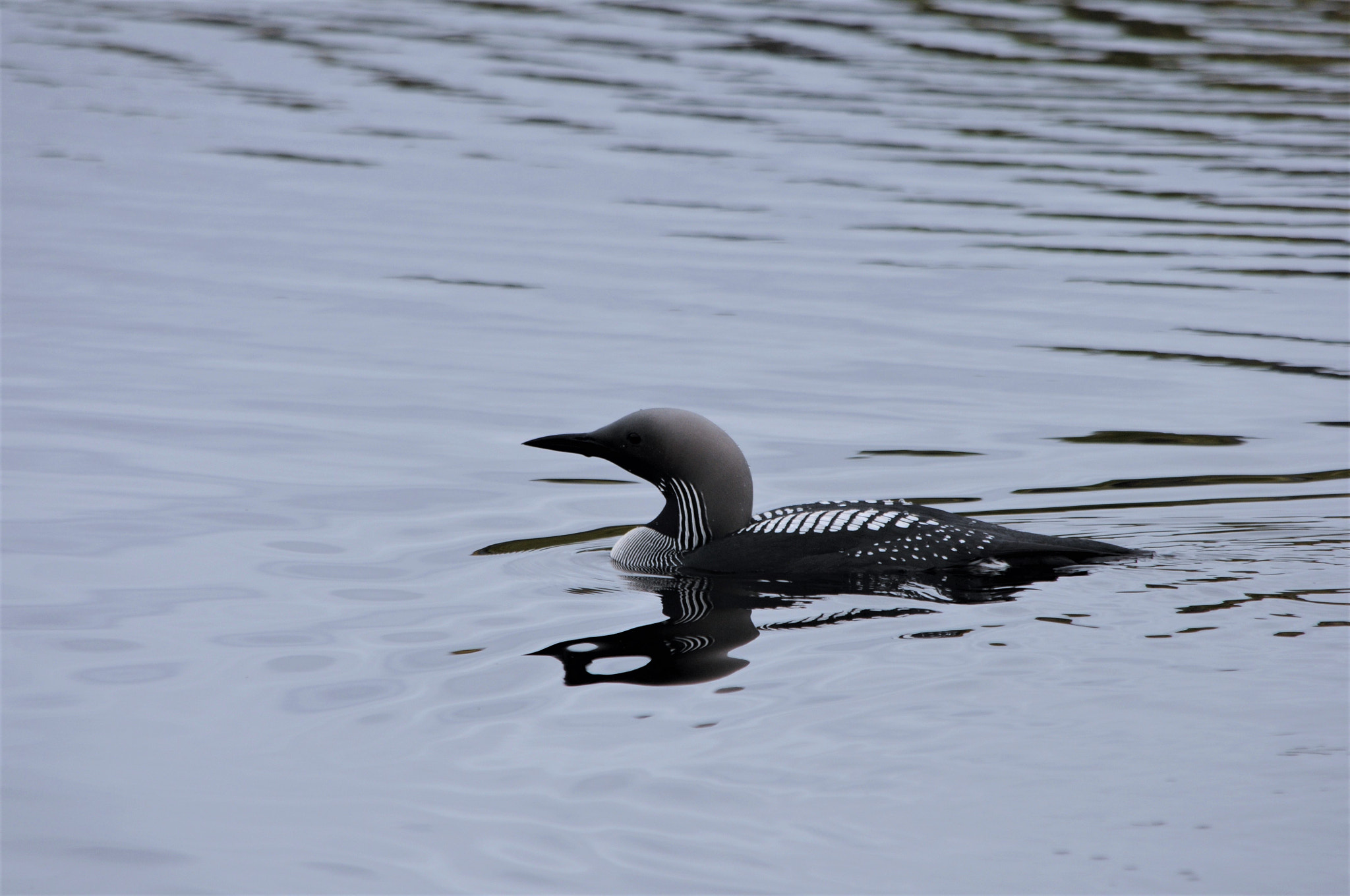 Nikon D300S + Nikon AF-S DX Nikkor 55-300mm F4.5-5.6G ED VR sample photo. Black-throated loon photography