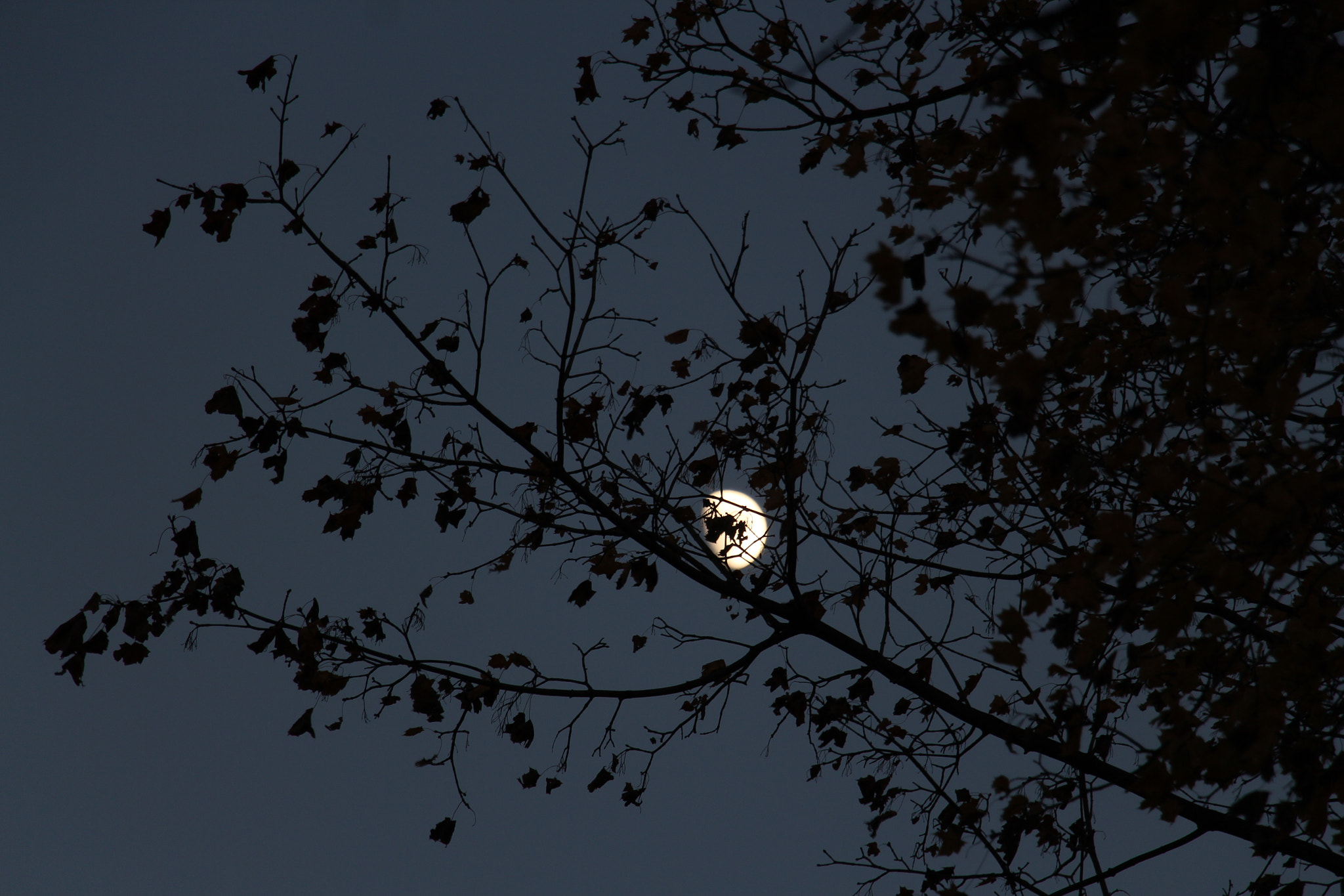 Canon EF 50mm f/1.8 sample photo. Night delight photography