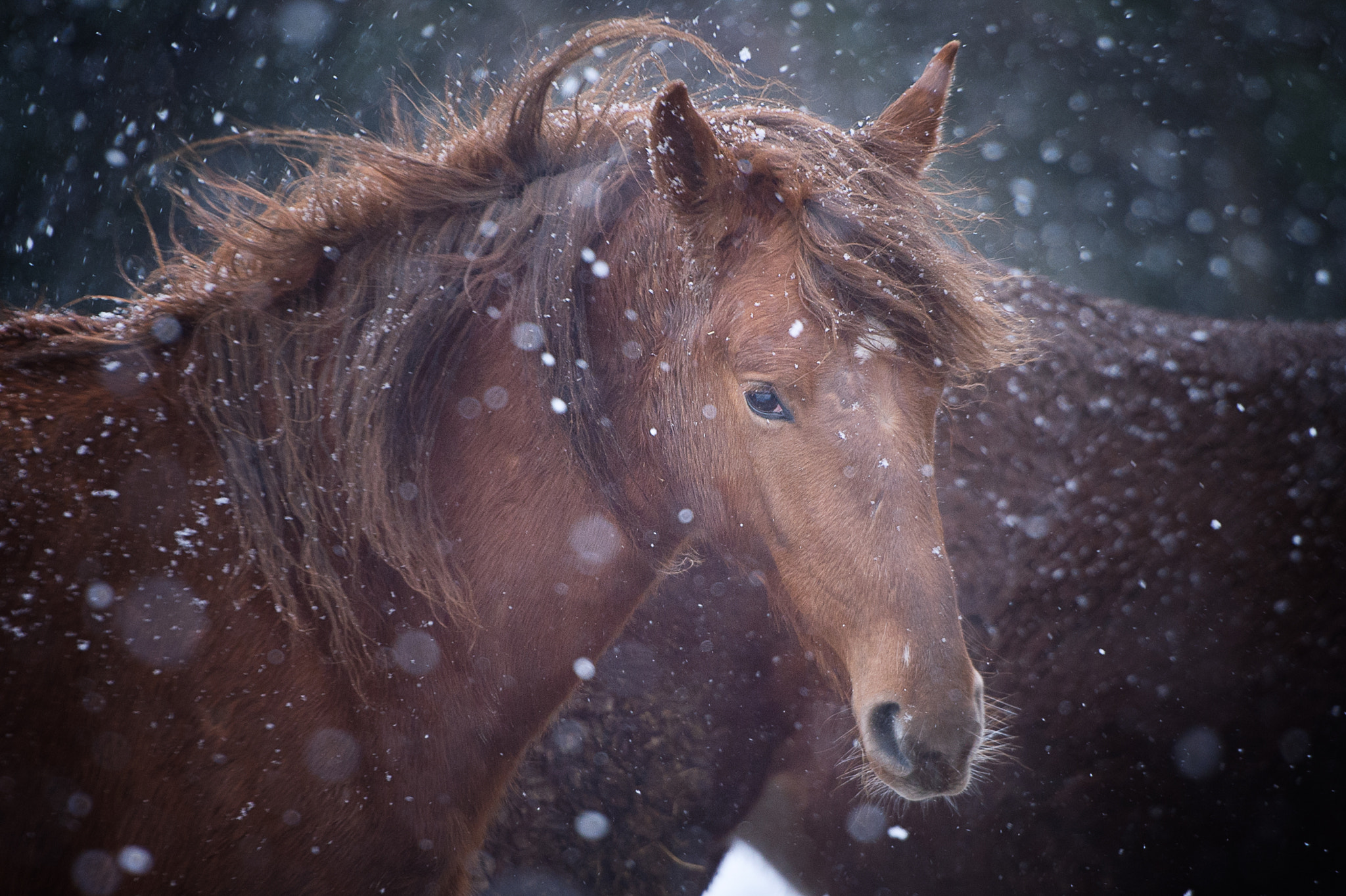 Nikon D4S sample photo. Made with love photography