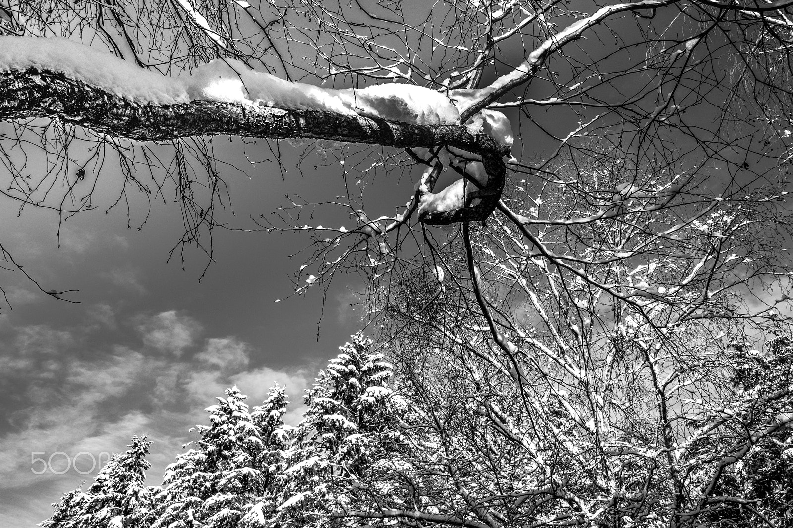 Fujifilm X-Pro2 + Fujifilm XF 18mm F2 R sample photo. Old tree photography