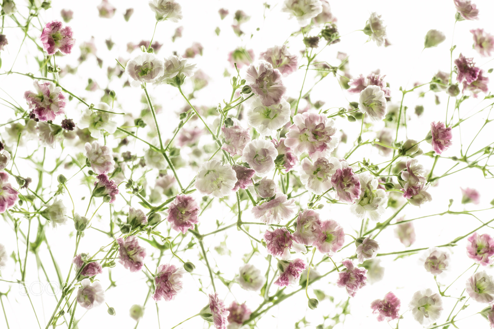 Tamron SP AF 90mm F2.8 Di Macro sample photo. Gypsophila photography