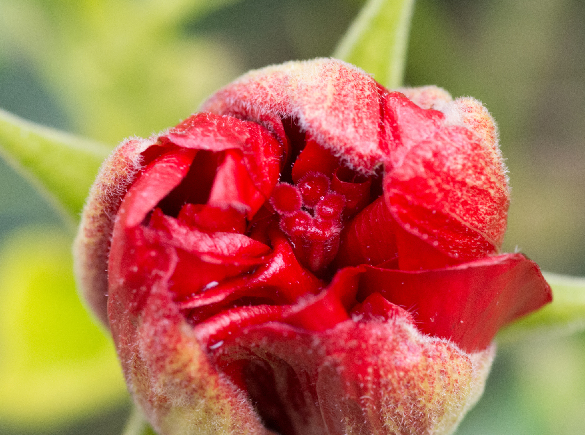 Tokina AT-X Pro 100mm F2.8 Macro sample photo. Opening soon photography
