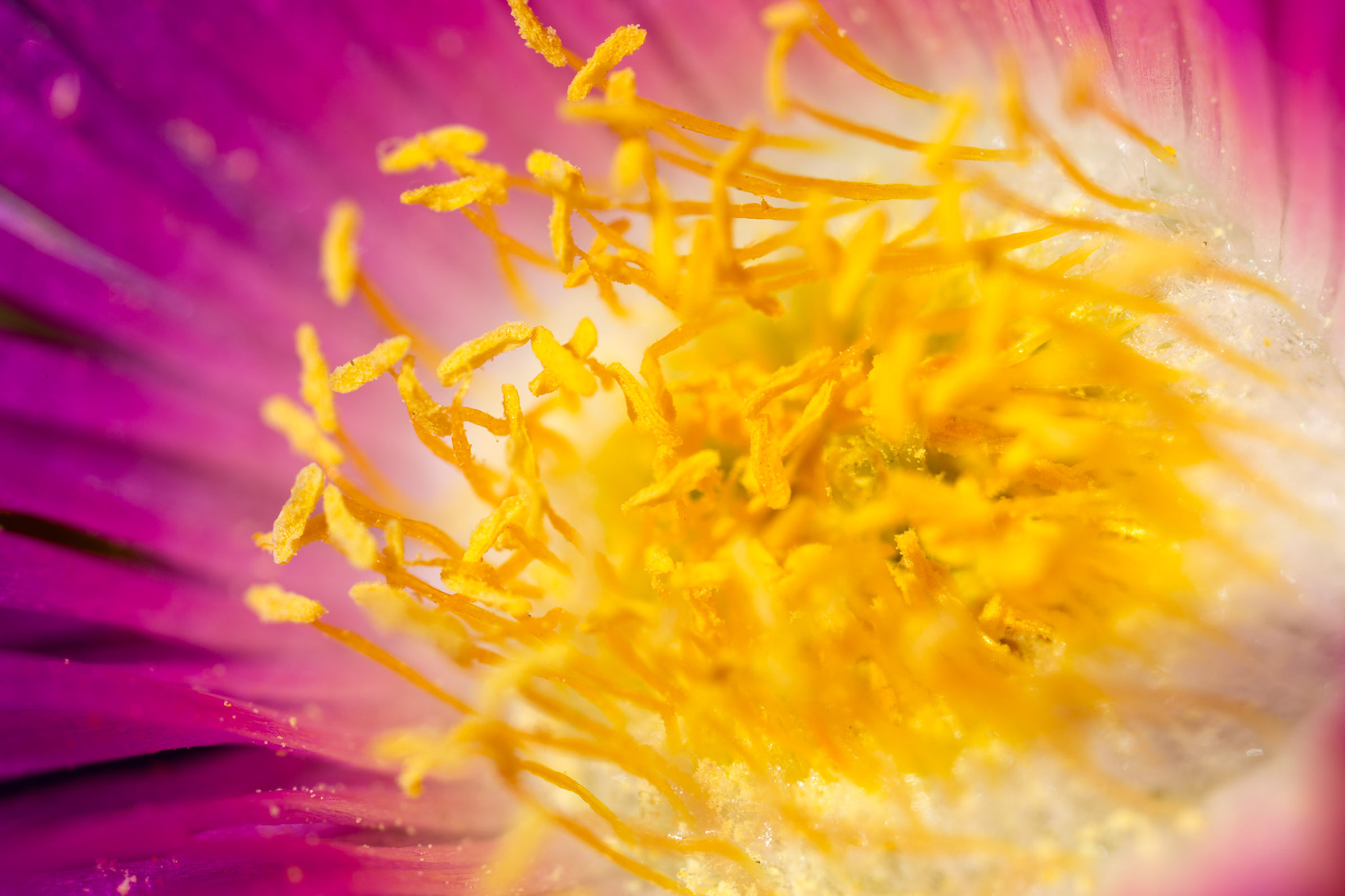 Canon MP-E 65mm F2.5 1-5x Macro Photo sample photo. Pigface flower photography