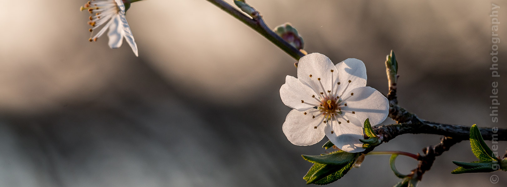 Canon EF 70-300mm F4-5.6L IS USM sample photo. Img photography