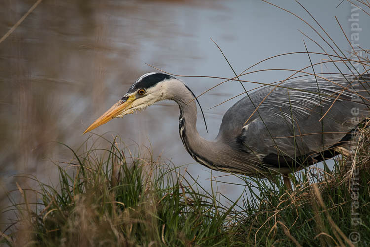 Canon EF 70-300mm F4-5.6L IS USM sample photo. Img photography
