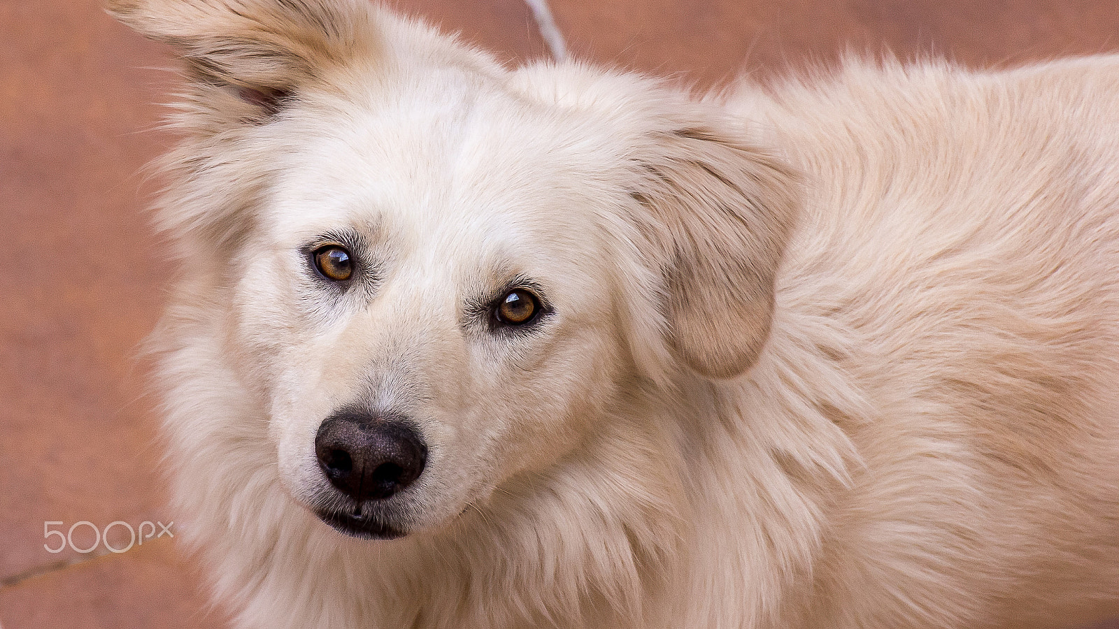 Canon EOS 60D sample photo. Dog photography
