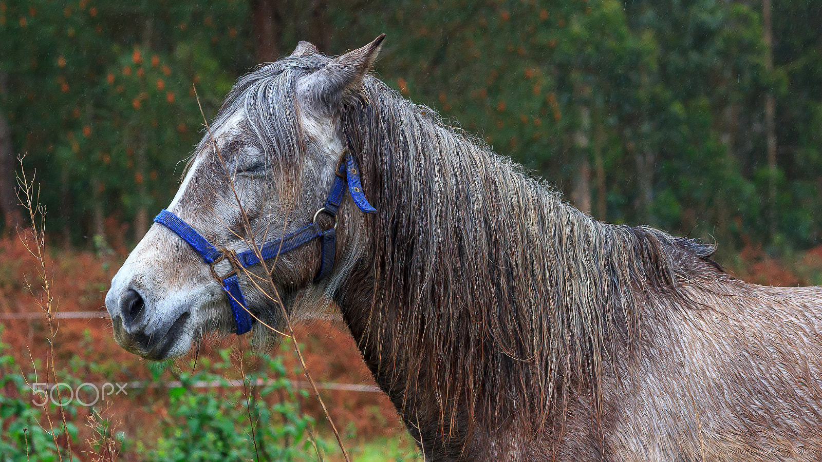 Canon EOS 60D + Sigma 105mm F2.8 EX DG Macro sample photo. Horse photography