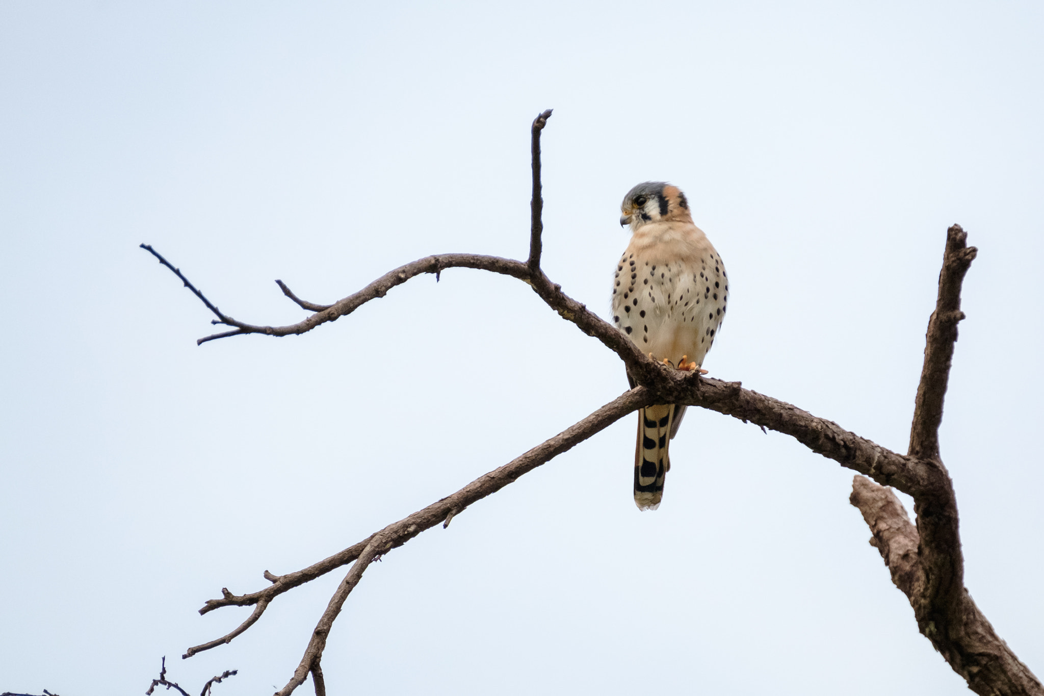 Fujifilm XF 100-400mm F4.5-5.6 R LM OIS WR sample photo. Falco sparverius photography