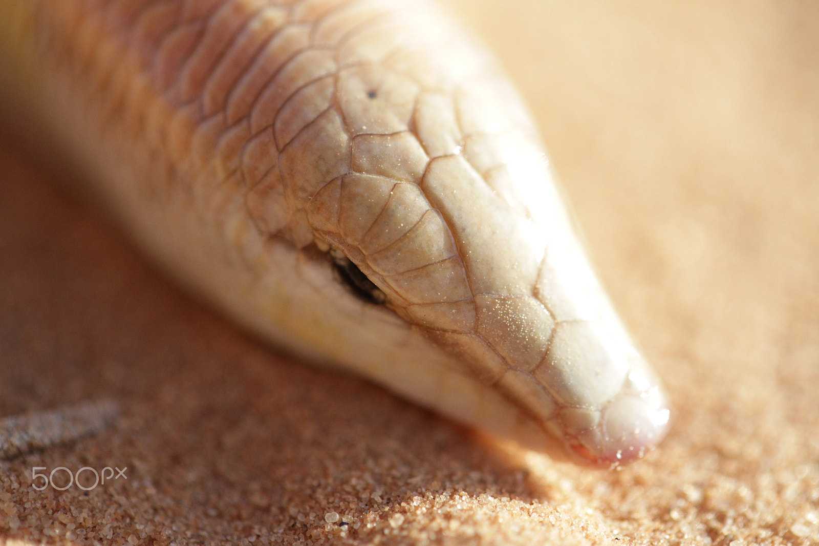 Canon EF-S 60mm F2.8 Macro USM sample photo. Img photography