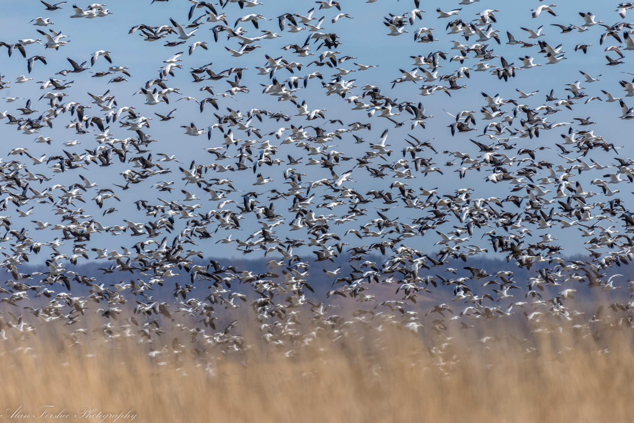 Nikon AF-S Nikkor 200-500mm F5.6E ED VR sample photo. Snow geese photography