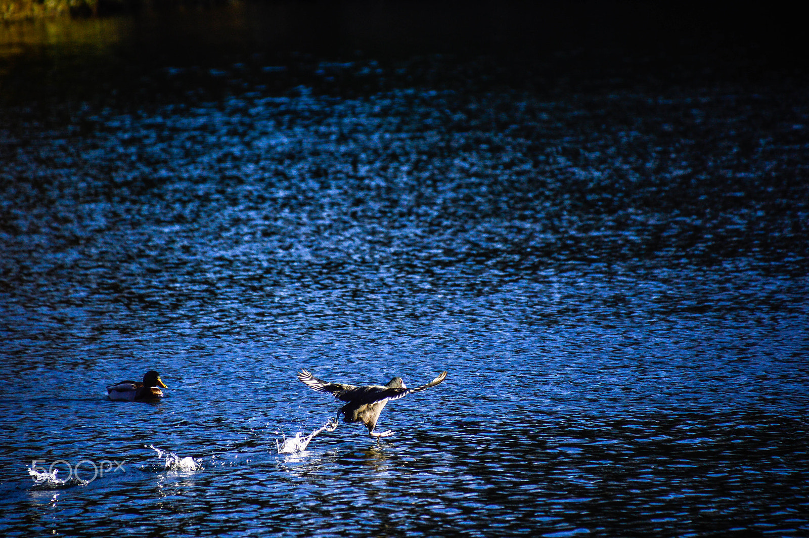 Nikon D3200 sample photo. Take off photography