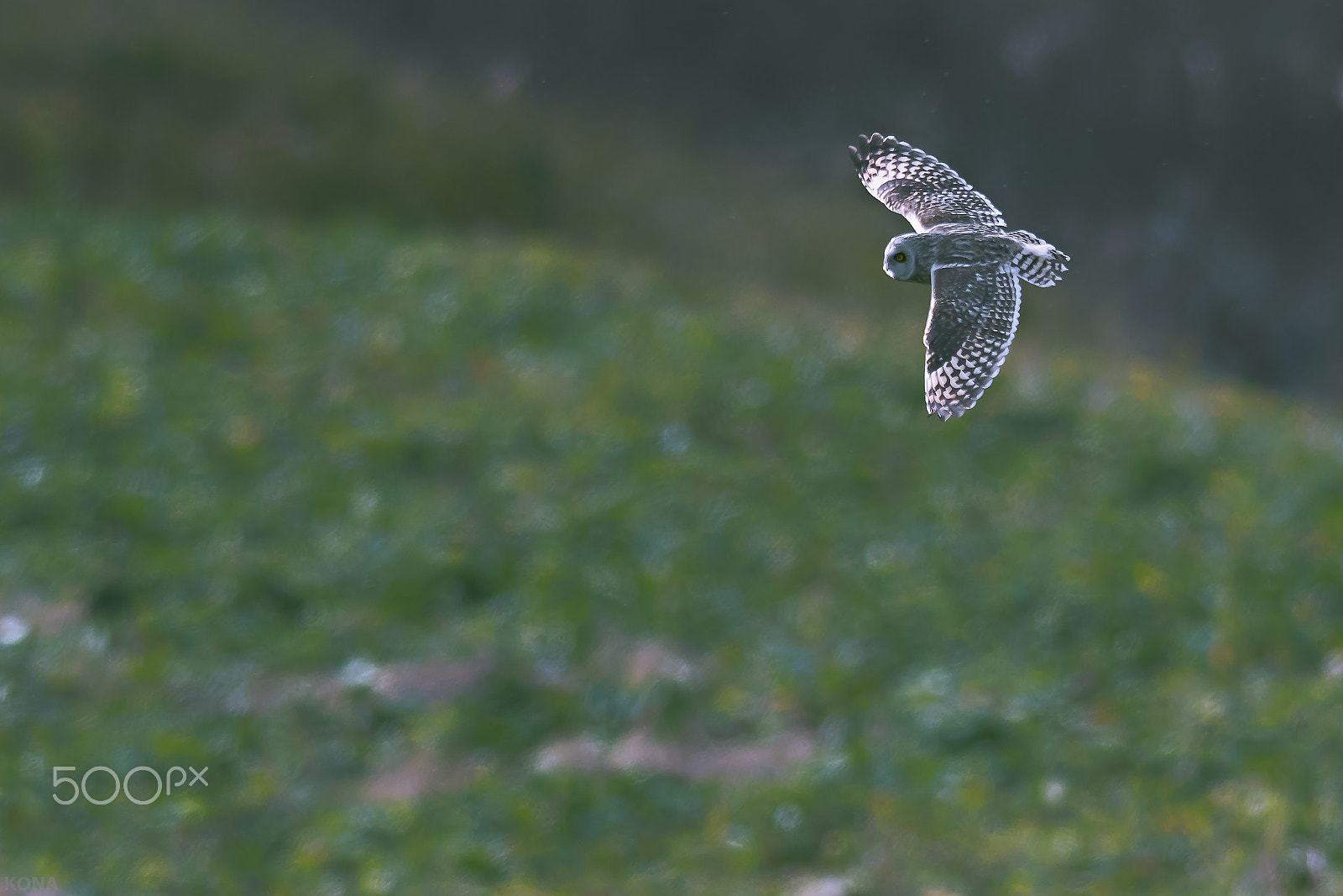 Nikon D500 + Nikon AF-S Nikkor 400mm F2.8G ED VR II sample photo. Komimi photography