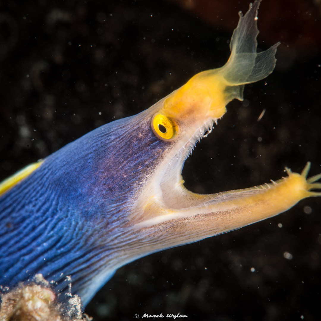Nikon AF-S Micro-Nikkor 60mm F2.8G ED sample photo. Ribbon eel | fiji | 2014.11.04 photography