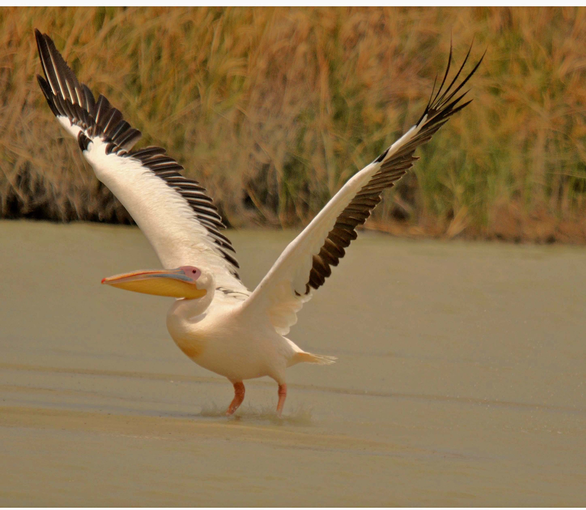 Nikon D90 + Sigma 150-500mm F5-6.3 DG OS HSM sample photo. Great  (eastern)white pelican. photography