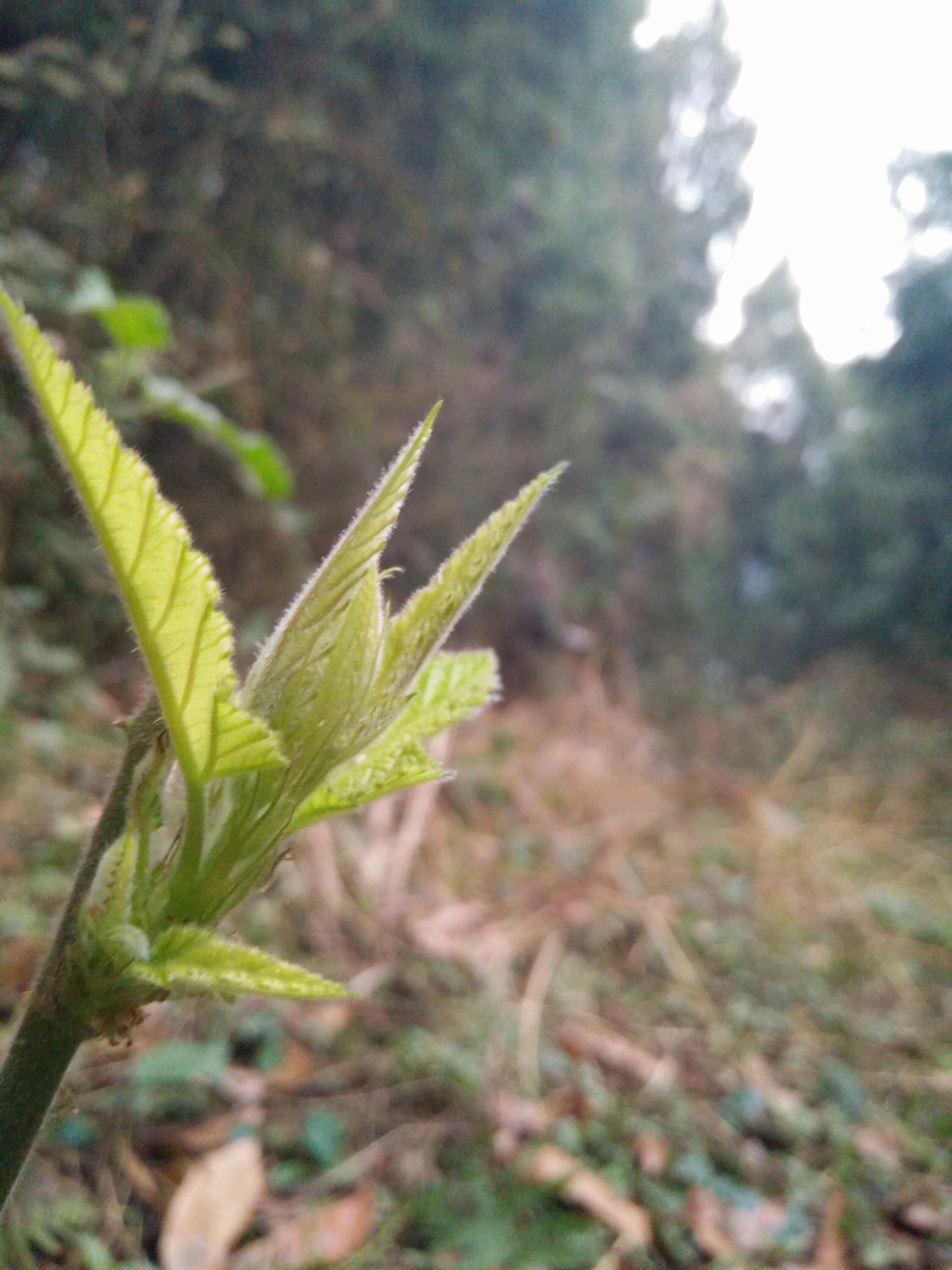 OnePlus ONE E1001 sample photo