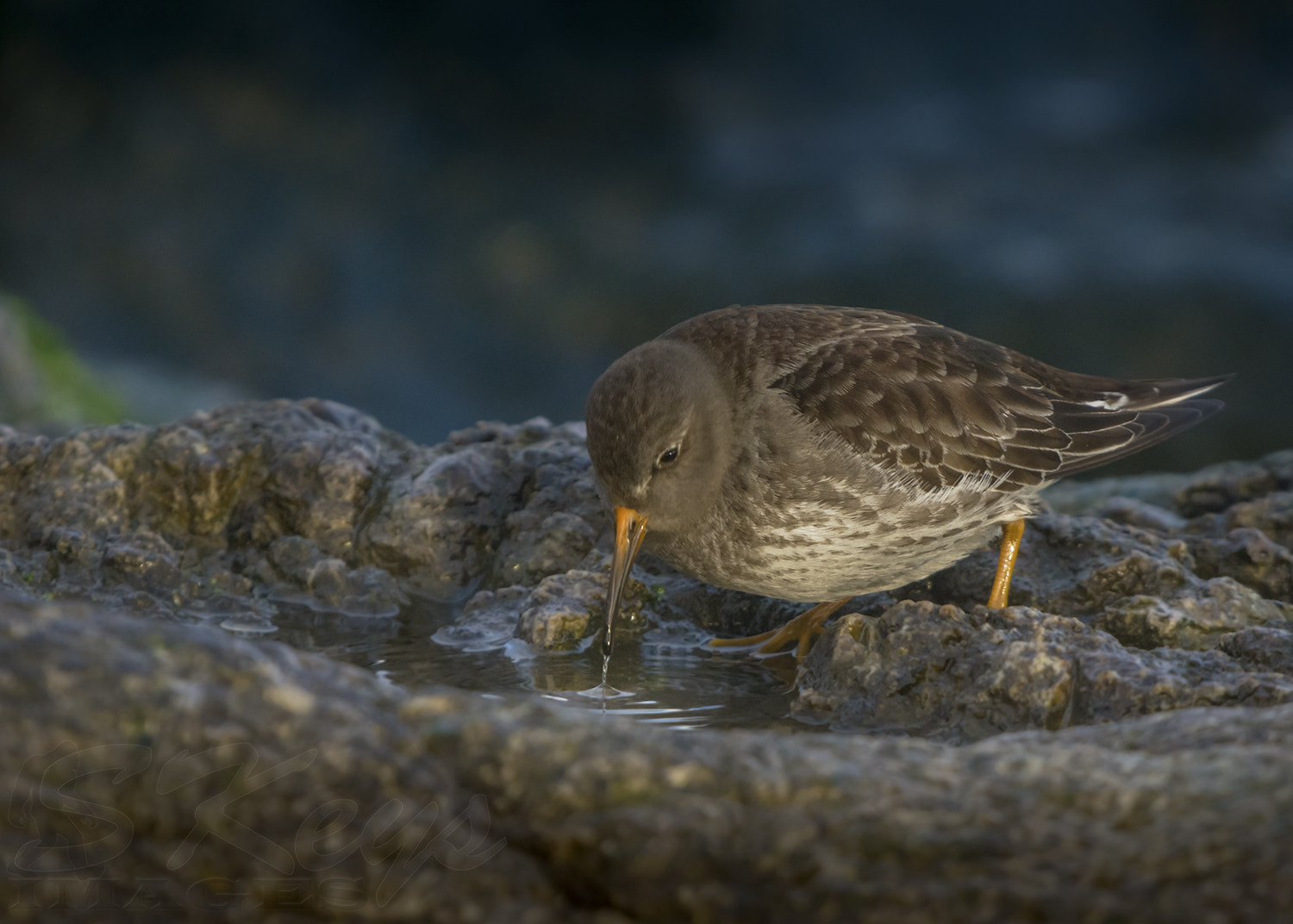 Sigma 500mm F4.5 EX DG HSM sample photo. Sip (purple piper) photography