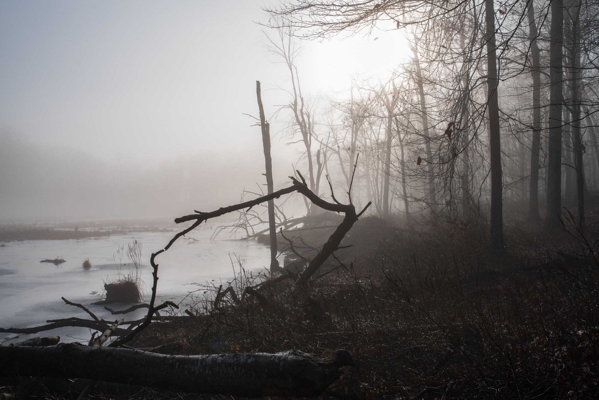 Pentax K-1 sample photo. Foggy morning on bennett's pond photography