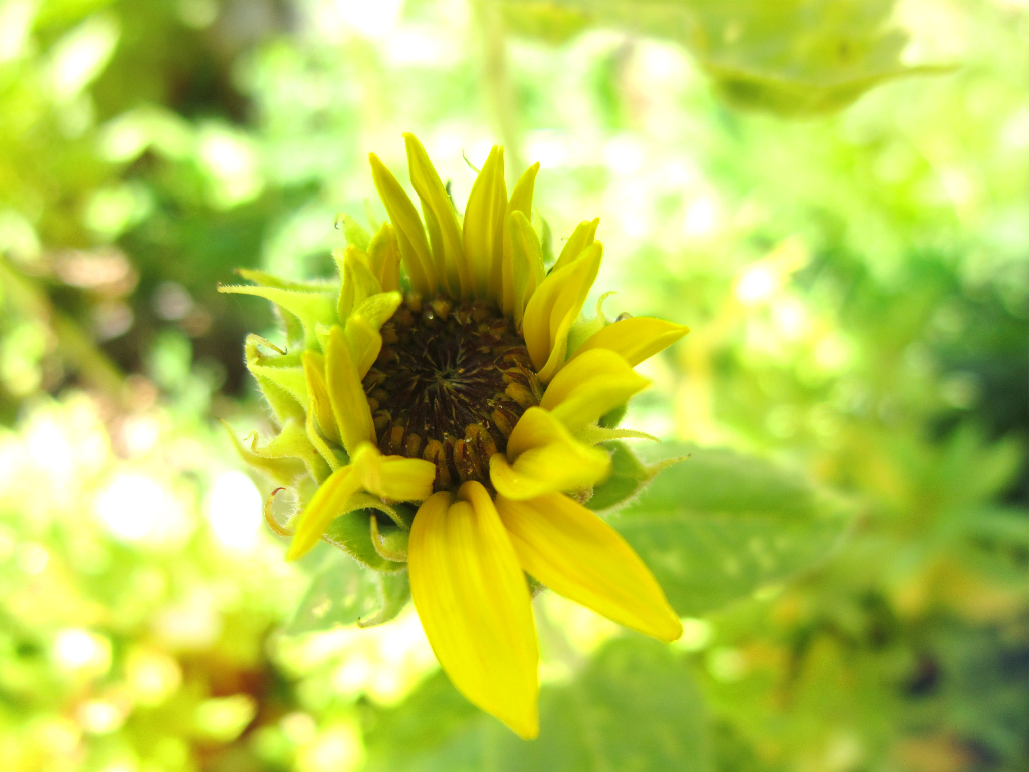 Canon PowerShot A3300 IS sample photo. Sunflower and sunshine photography