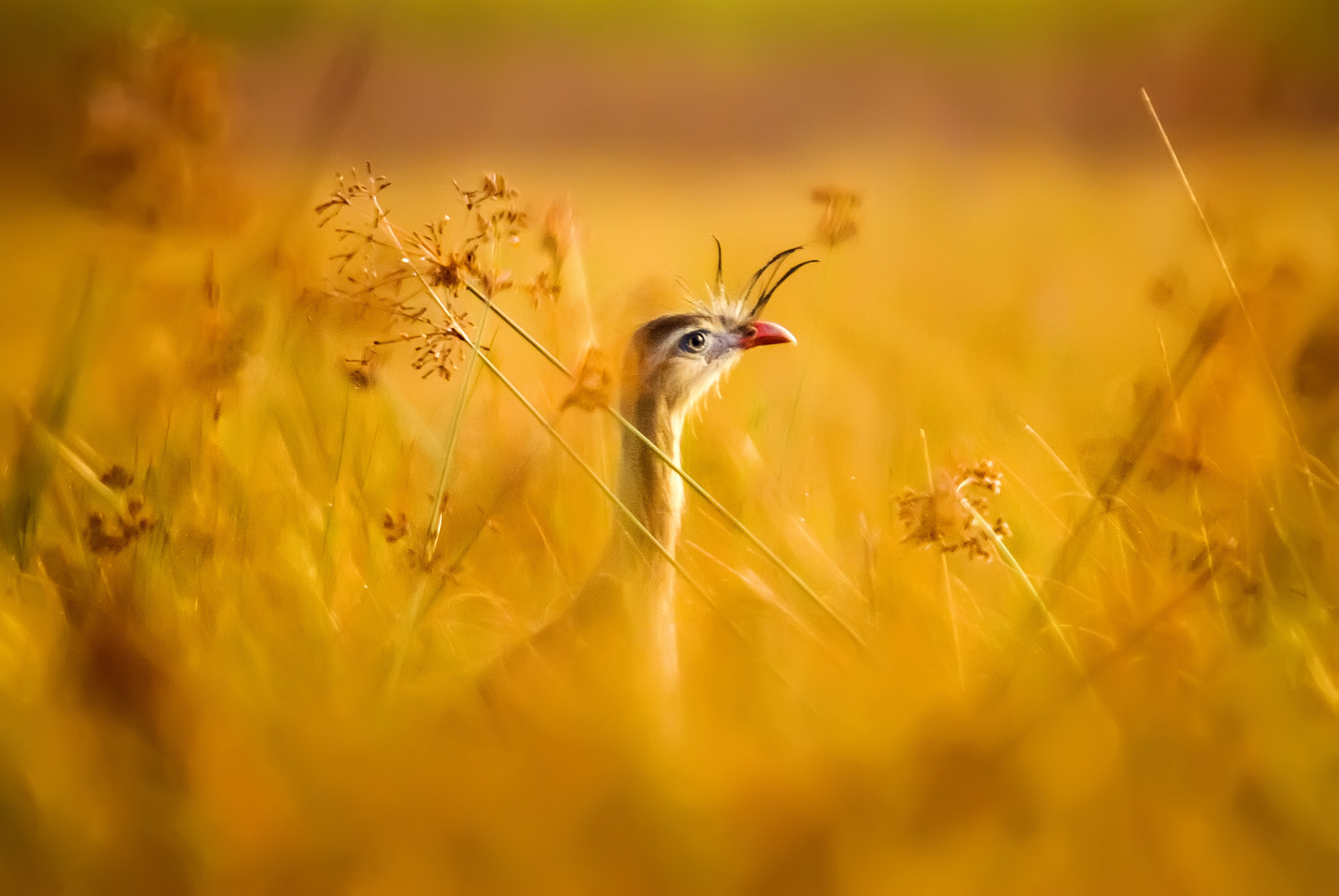 Nikon D80 + Sigma 50-500mm F4-6.3 EX APO RF HSM sample photo. Curious red-legged seriema (cariama cristata) photography