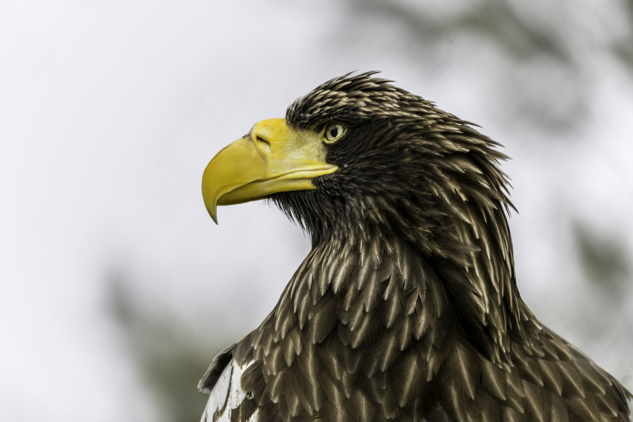 150-600mm F5-6.2 OSS sample photo. Seller's sea eagle photography
