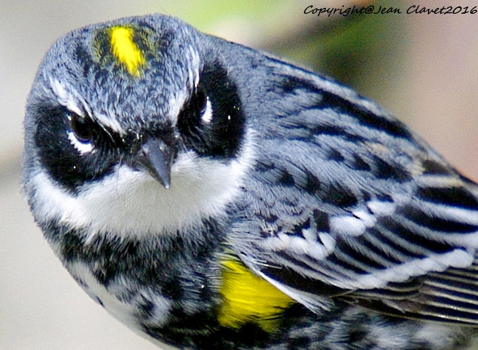 Pentax K-7 + Sigma sample photo. Paruline à croupion jaune/ yellow-rumped warbler photography