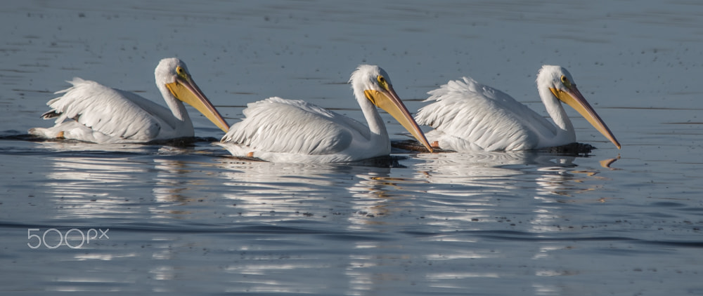 Nikon D500 + Sigma 150-500mm F5-6.3 DG OS HSM sample photo. White pelicans photography