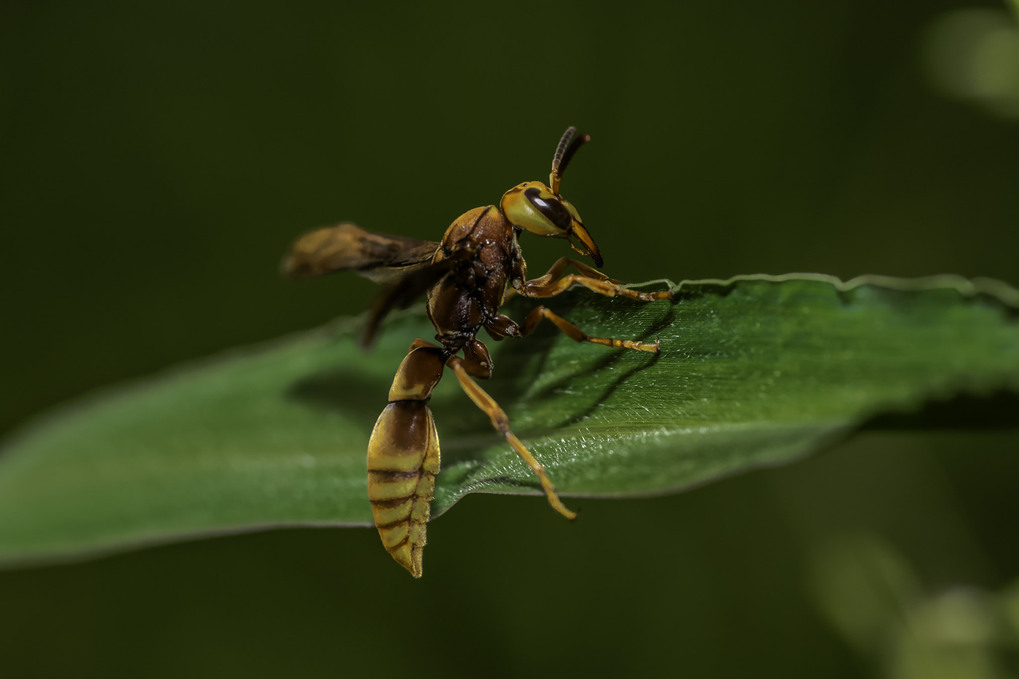 Nikon D5300 + Tokina AT-X Pro 100mm F2.8 Macro sample photo. Polistes sp. photography