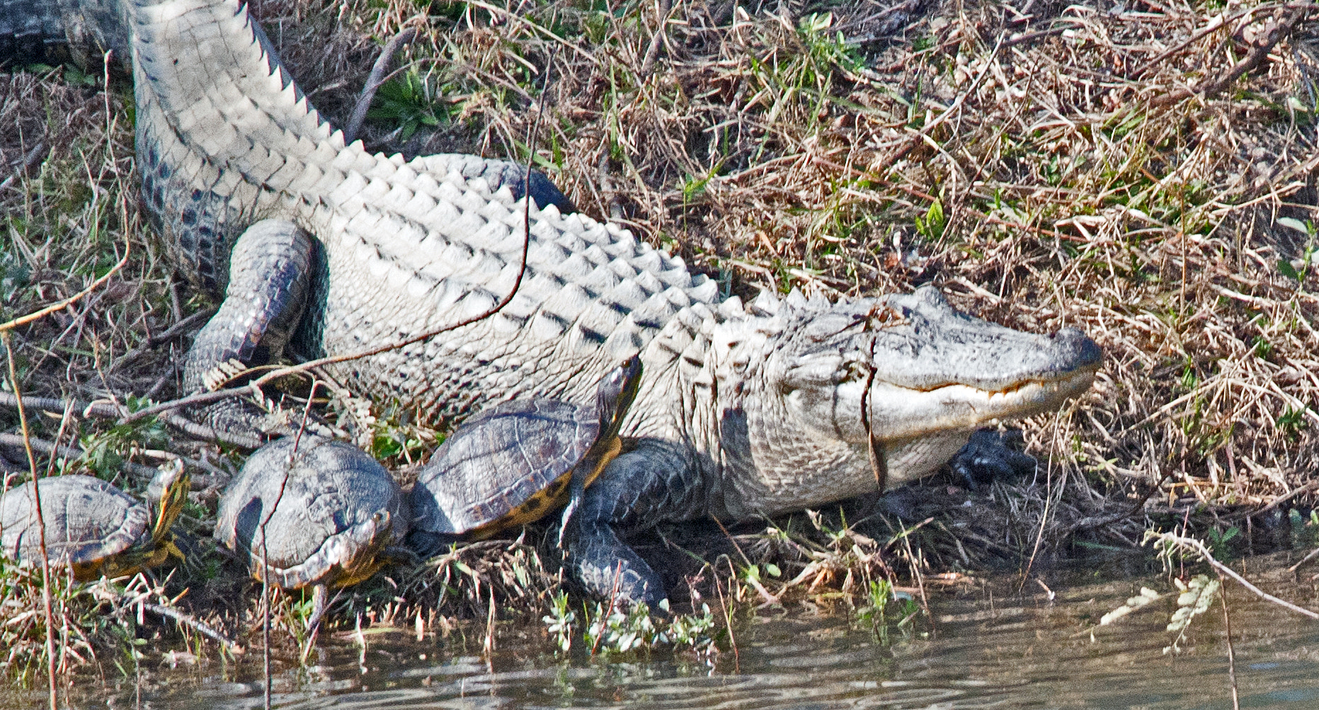 Nikon D800 + Nikon AF-S Nikkor 300mm F4D ED-IF sample photo. Gator and turtles photography