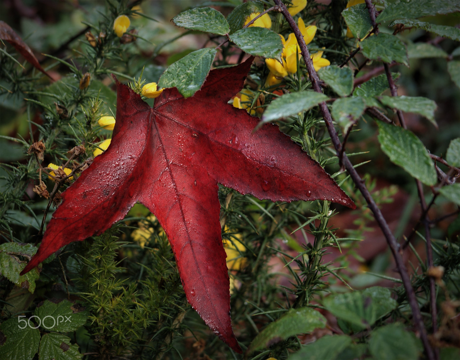 Sony Alpha DSLR-A200 sample photo. El otoño. photography