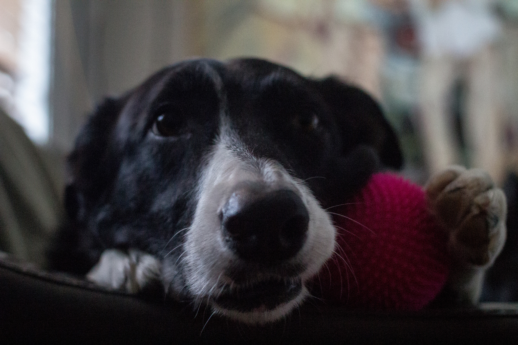 Canon EF 40mm F2.8 STM sample photo