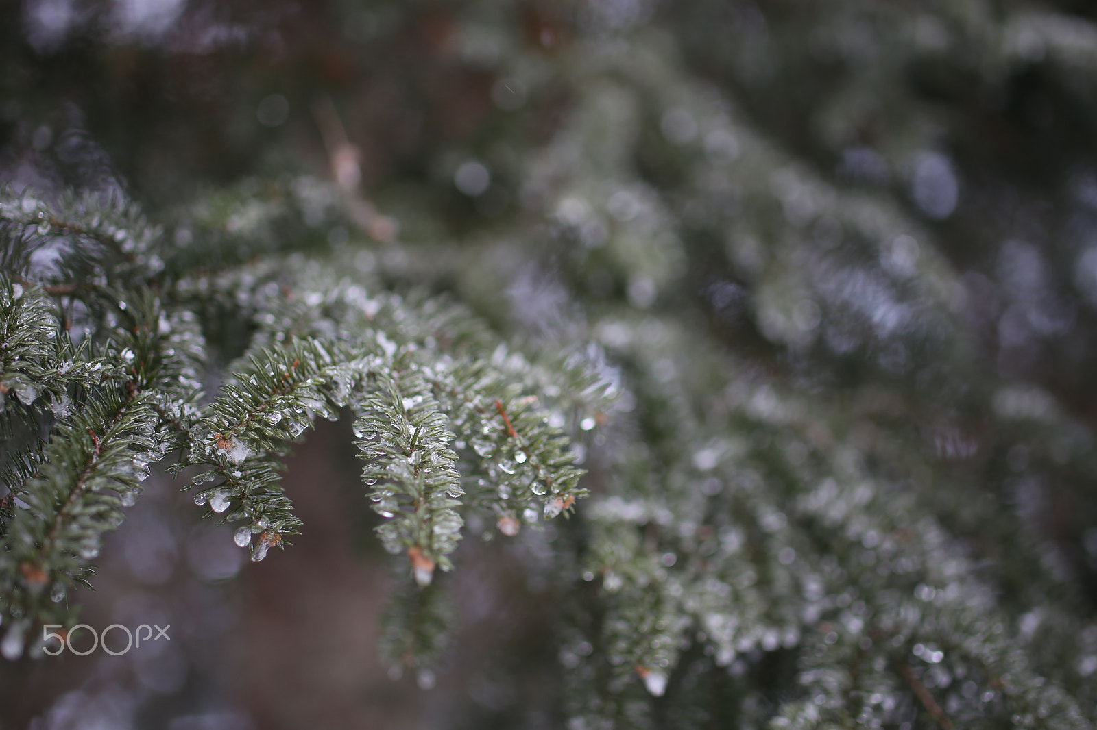Canon EOS 6D sample photo. Frost on pine tree photography
