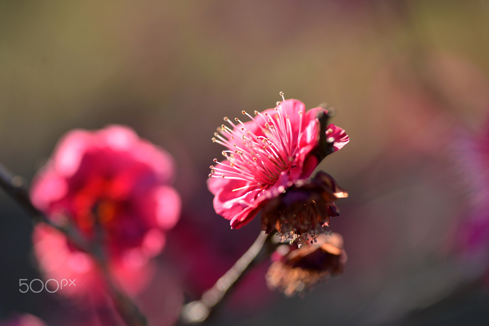 Nikon D600 sample photo. Red plum photography