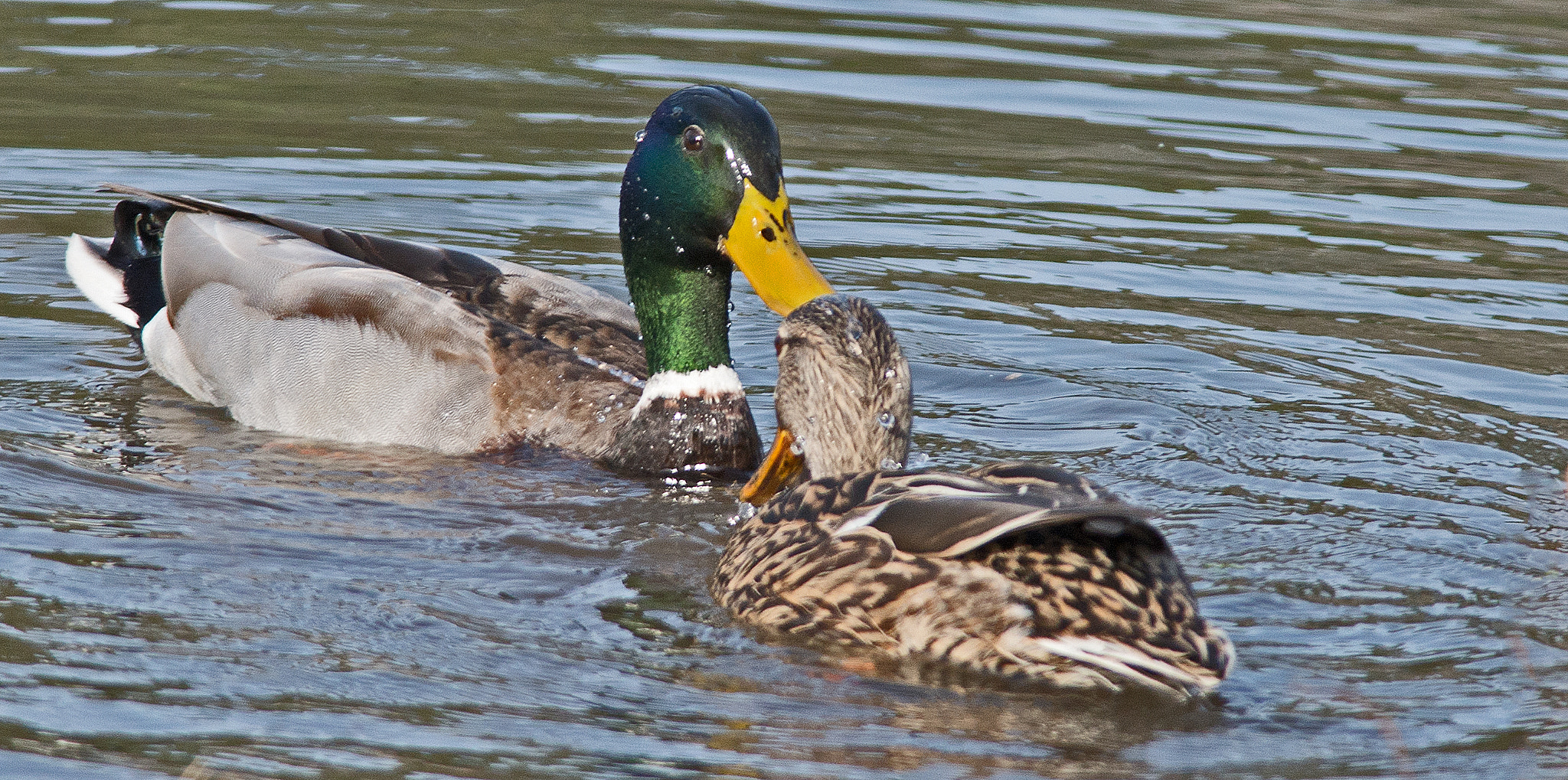 Nikon D800 + Nikon AF-S Nikkor 300mm F4D ED-IF sample photo. Greenhead lovers photography