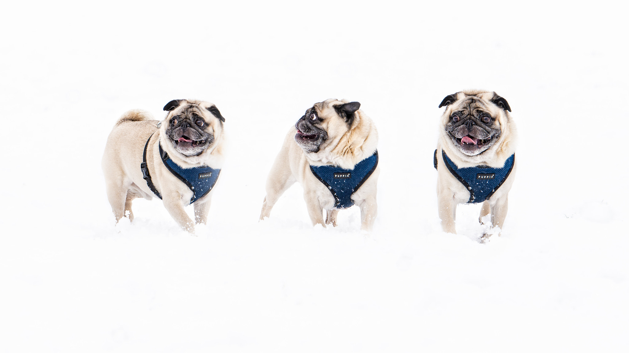 Tamron SP 70-200mm F2.8 Di VC USD sample photo. Winston the pug photography